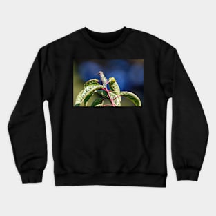 Hummingbird perched on a tree Crewneck Sweatshirt